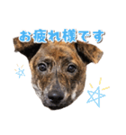 野犬の子カノア-日常で使える定番スタンプ-（個別スタンプ：10）