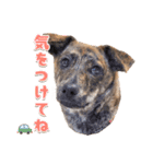 野犬の子カノア-日常で使える定番スタンプ-（個別スタンプ：11）