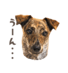 野犬の子カノア-日常で使える定番スタンプ-（個別スタンプ：13）