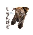 野犬の子カノア-日常で使える定番スタンプ-（個別スタンプ：15）
