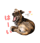 野犬の子カノア-日常で使える定番スタンプ-（個別スタンプ：17）