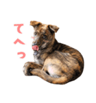 野犬の子カノア-日常で使える定番スタンプ-（個別スタンプ：18）