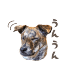 野犬の子カノア-日常で使える定番スタンプ-（個別スタンプ：19）