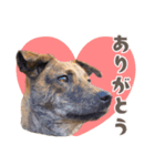 野犬の子カノア-日常で使える定番スタンプ-（個別スタンプ：20）
