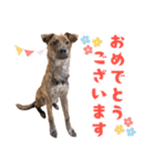 野犬の子カノア-日常で使える定番スタンプ-（個別スタンプ：21）