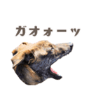 野犬の子カノア-日常で使える定番スタンプ-（個別スタンプ：23）