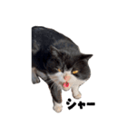 先住猫と愉快な保護猫達①（個別スタンプ：2）