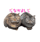 先住猫と愉快な保護猫達①（個別スタンプ：3）