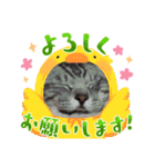 先住猫と愉快な保護猫達①（個別スタンプ：5）