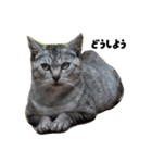 先住猫と愉快な保護猫達①（個別スタンプ：6）