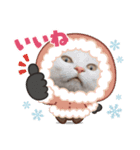 先住猫と愉快な保護猫達①（個別スタンプ：7）