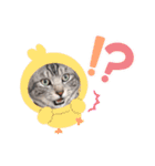 先住猫と愉快な保護猫達①（個別スタンプ：9）
