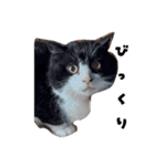 先住猫と愉快な保護猫達①（個別スタンプ：12）