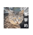 先住猫と愉快な保護猫達①（個別スタンプ：13）