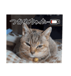 先住猫と愉快な保護猫達①（個別スタンプ：15）