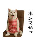 お猫様の吹き出しスタンプ3（個別スタンプ：8）