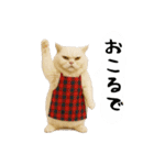 お猫様の吹き出しスタンプ3（個別スタンプ：11）