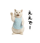 お猫様の吹き出しスタンプ3（個別スタンプ：17）