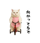 お猫様の吹き出しスタンプ3（個別スタンプ：24）