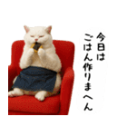 お猫様の吹き出しスタンプ3（個別スタンプ：31）