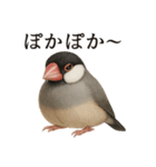 【癒し】リアルすぎる文鳥ののんびりカフェ（個別スタンプ：4）