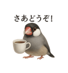 【癒し】リアルすぎる文鳥ののんびりカフェ（個別スタンプ：5）
