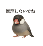 【癒し】リアルすぎる文鳥ののんびりカフェ（個別スタンプ：6）