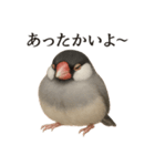 【癒し】リアルすぎる文鳥ののんびりカフェ（個別スタンプ：8）