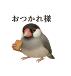 【癒し】リアルすぎる文鳥ののんびりカフェ（個別スタンプ：9）