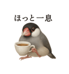 【癒し】リアルすぎる文鳥ののんびりカフェ（個別スタンプ：10）