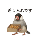 【癒し】リアルすぎる文鳥ののんびりカフェ（個別スタンプ：11）