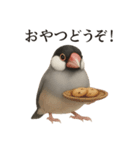 【癒し】リアルすぎる文鳥ののんびりカフェ（個別スタンプ：15）