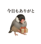 【癒し】リアルすぎる文鳥ののんびりカフェ（個別スタンプ：16）