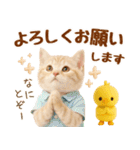 ラフな敬語の癒しやんこのキジトラクリーム（個別スタンプ：19）