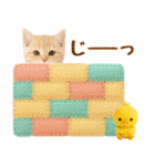ラフな敬語の癒しやんこのキジトラクリーム（個別スタンプ：28）