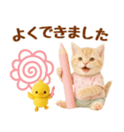 ラフな敬語の癒しやんこのキジトラクリーム（個別スタンプ：30）
