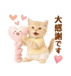 ラフな敬語の癒しやんこのキジトラクリーム（個別スタンプ：35）