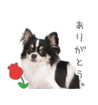 うちのコStamp No:5459（個別スタンプ：1）