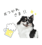 うちのコStamp No:5459（個別スタンプ：7）