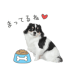 うちのコStamp No:5459（個別スタンプ：8）