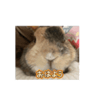 チャビカスタンプ5⃣（個別スタンプ：4）