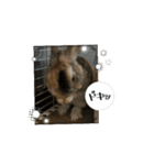 チャビカスタンプ5⃣（個別スタンプ：5）