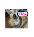 チャビカスタンプ5⃣（個別スタンプ：7）