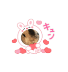 チャビカスタンプ5⃣（個別スタンプ：10）