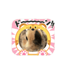 チャビカスタンプ5⃣（個別スタンプ：13）