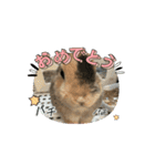 チャビカスタンプ5⃣（個別スタンプ：14）