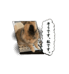 チャビカスタンプ5⃣（個別スタンプ：16）