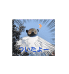 ぺぺんのiroiroスタンプ（個別スタンプ：8）