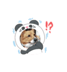 Chiro ＆ Dale   5（個別スタンプ：5）