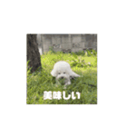かうちゃん 第2弾（個別スタンプ：5）